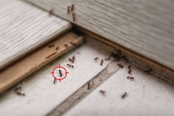 Pest Prevention Services in Albany, TX