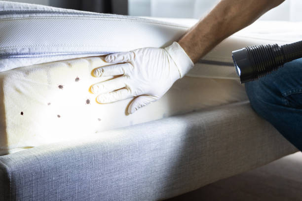 Best Insect Control  in Albany, TX
