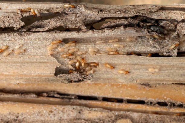 Professional Pest Control in Albany, TX