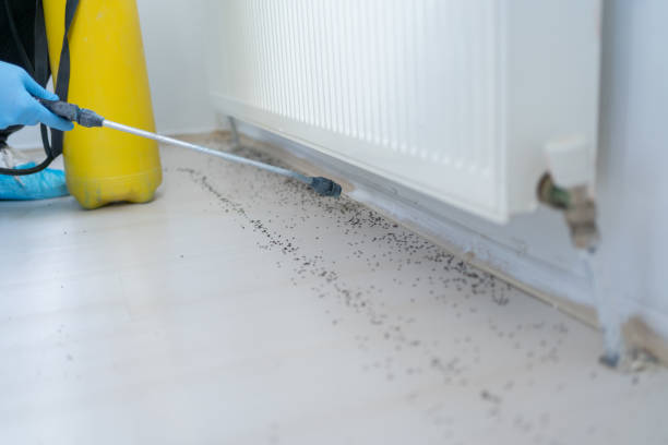 Insect Control in Albany, TX